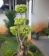 Chordtela Bonsai Anting Putri